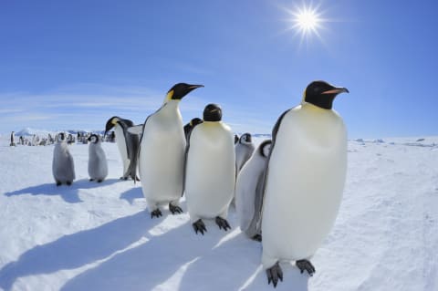 Penguins.