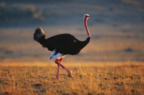 An ostrich.