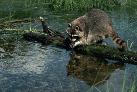 Raccoon on a log.