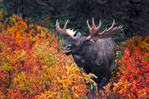 A moose amid fall foliage.