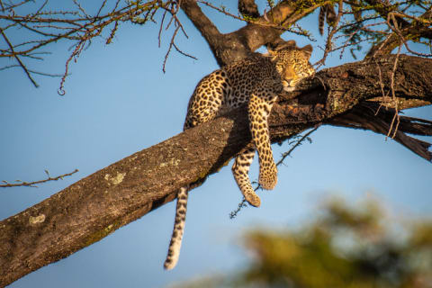 A leopard rests in a tree.