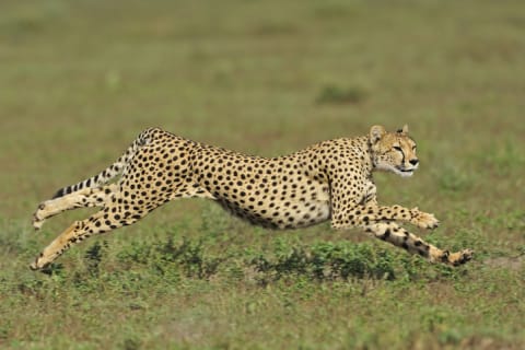 Cheetah on the run.