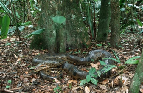 An anaconda on the forest floor.