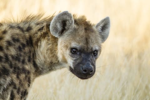 A hyena.