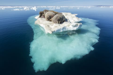 Walruses on an iceberg.