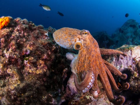 An octopus on a coral reef.