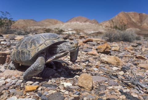 A desert tortoise.