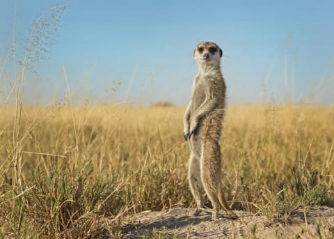 A meerkat on the lookout.