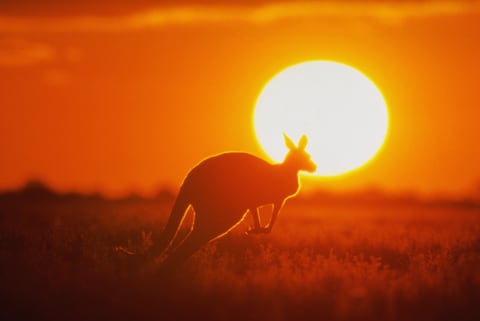 A kangaroo at sunset.