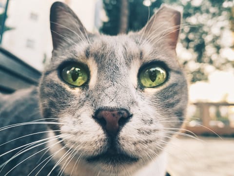 This cat's "tipped" ear is a sign it was part of a TNR program.