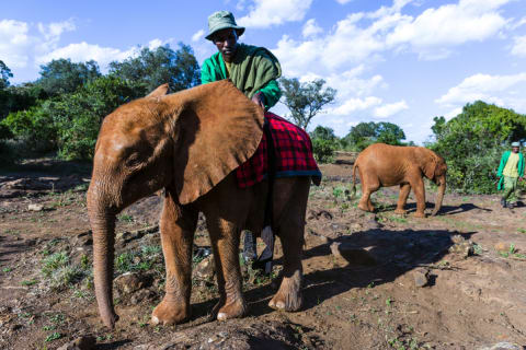 A wildlife caregiver places a blanket on an orphaned African elephant calf to keep it warm while it sleeps.