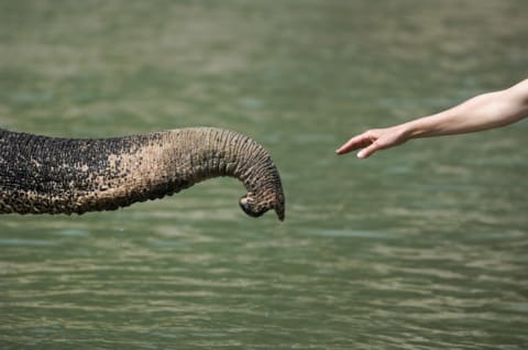 A woman reaches out to an elephant, which extends its trunk in response.