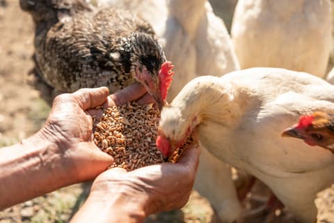 ‘Chicken feed’ has a totally different meaning in spy slang.