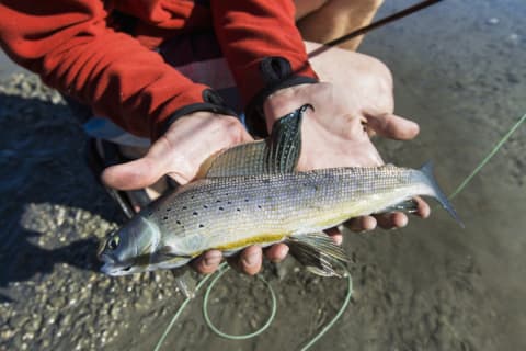 An angler holds a freshly caught Arctic grayling, one of the species affected by Alaska’s rusty rivers, according to the new study.