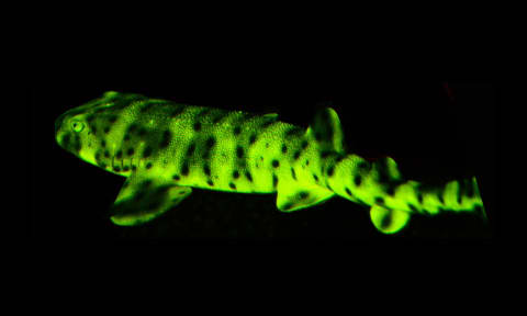 Swell sharks are biofluorescent.