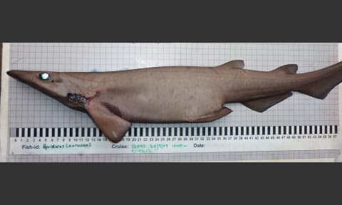 A demon catshark.