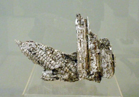 A plaster cast of maize and stalks that offered clues to the timing of the volcanic eruption.