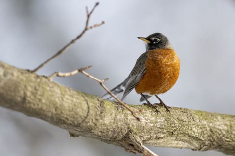 American robin.