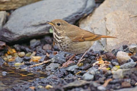 Hermit thrush.