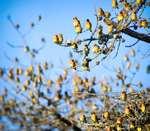 A flock of cedar waxwings.