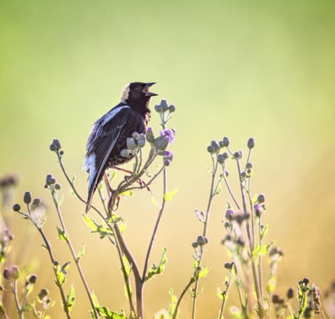 A male bobolink sings in a grassland.