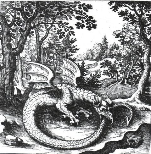 A wyvern-style ouroboros from ‘De Lapide Philosophico.’