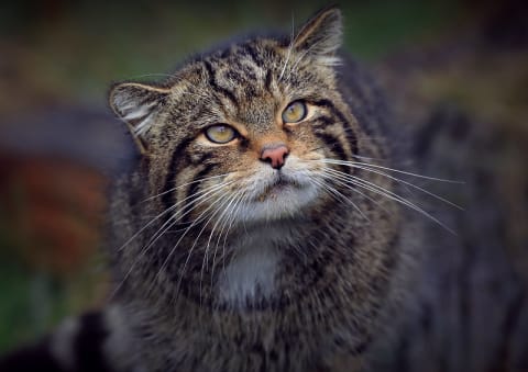 The Scottish wildcat has seen some things.