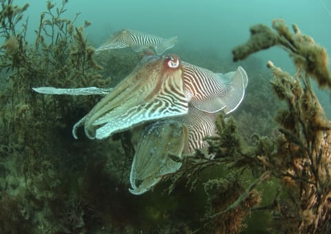 Common cuttlefish showing off their patterns.