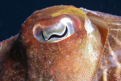 A cuttlefish’s W-shaped pupil.