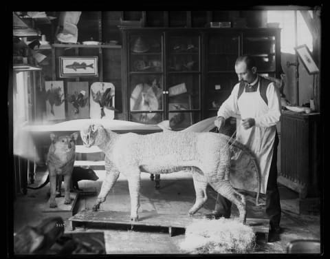 Taxidermist William Temple Hornaday works on a tiger model in the Smithsonian’s model and taxidermy shop in 1884.