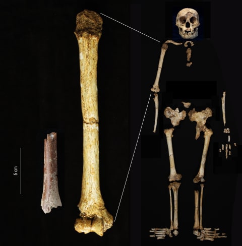 The newly analyzed humerus fragment (left) shown at the same scale as the humerus of ‘Homo floresiensis’ from Liang Bua.