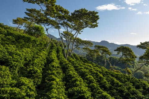 An organic coffee farm in the mountains of Panama, Chiriqui highlands.