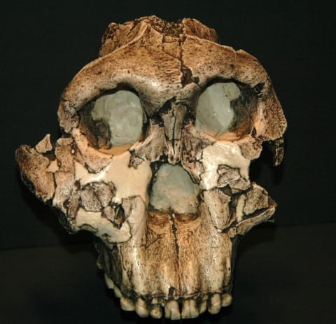 A replica of the skull of OH 5, the specimen discovered by Mary Leakey and named ‘Zinjanthropus boisei’ (now ‘Paranthropus boisei’). 