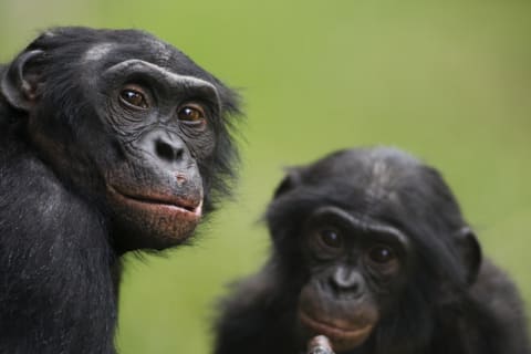 A mature male bonobo (left) and his son.