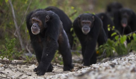 Eastern chimpanzee males walking along the shore of Lake Tanganyika.