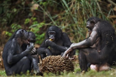 Bonobos dine on palm nuts.