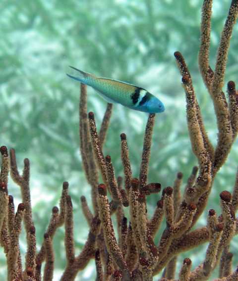 A bluehead wrasse in Belize.