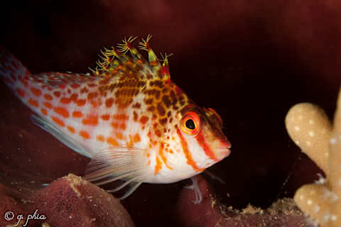 A dwarf hawkfish.