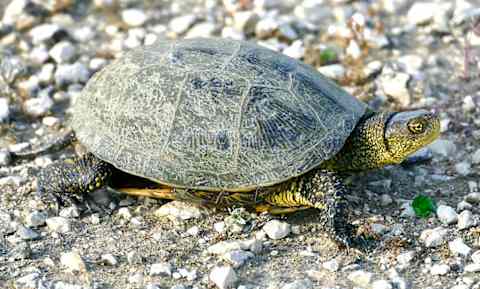 European pond turtle.