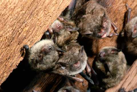 Little brown bats roosting in a hibernaculum (in this case, a church’s ceiling).