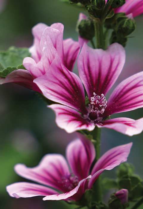 The word ‘mauve’ was derived from the ‘Malva’ (mallow) flower.