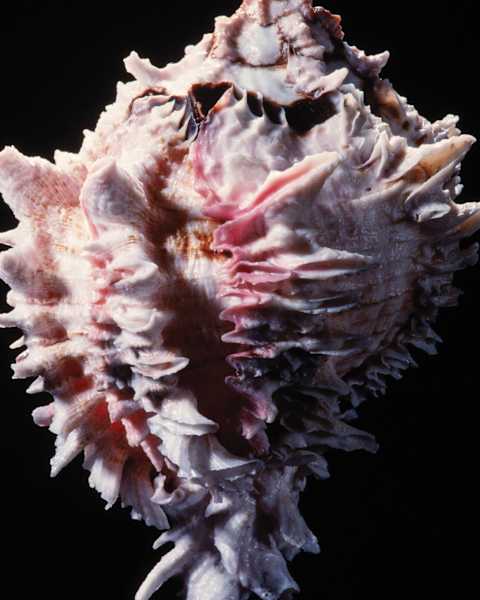 Underside view of the regal murex sea snail.