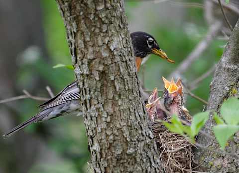 An American robin feeds her nestlings in Mount Auburn Cemetery.