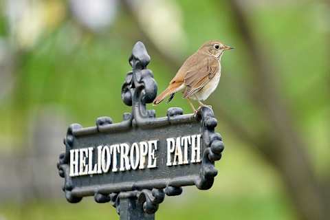 A hermit thrush, one of the dozens of migratory bird species seen at Green-Wood, rests on one of the botanically named path signs.