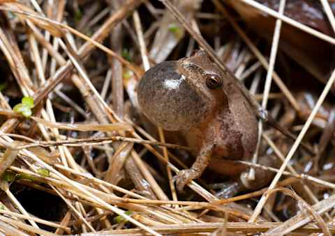 A spring peeper, a frog that depends on emergent habitats for shelter.