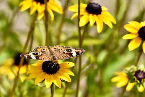 A buckeye butterfly on a black-eyed susan in one of Mount Olivet's new rain gardens. 