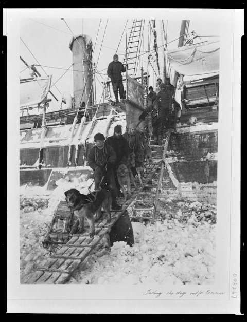 Crew members and dogs pose while evacuating the ship.