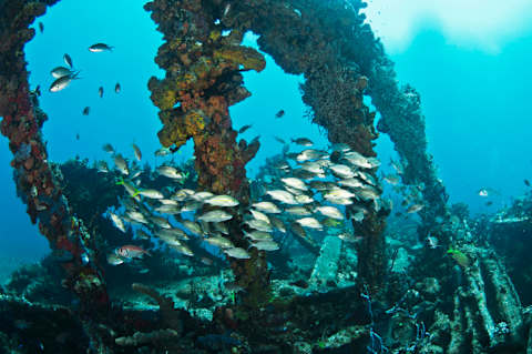 A school of fish lurks in the wreckage of the RMS ‘Rhone.’