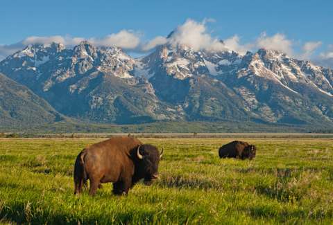 Bison graze in the meadows of Grand Teton National Park.