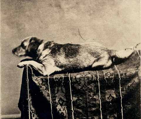 Abraham Lincoln’s dog Fido, photographed in 1860.